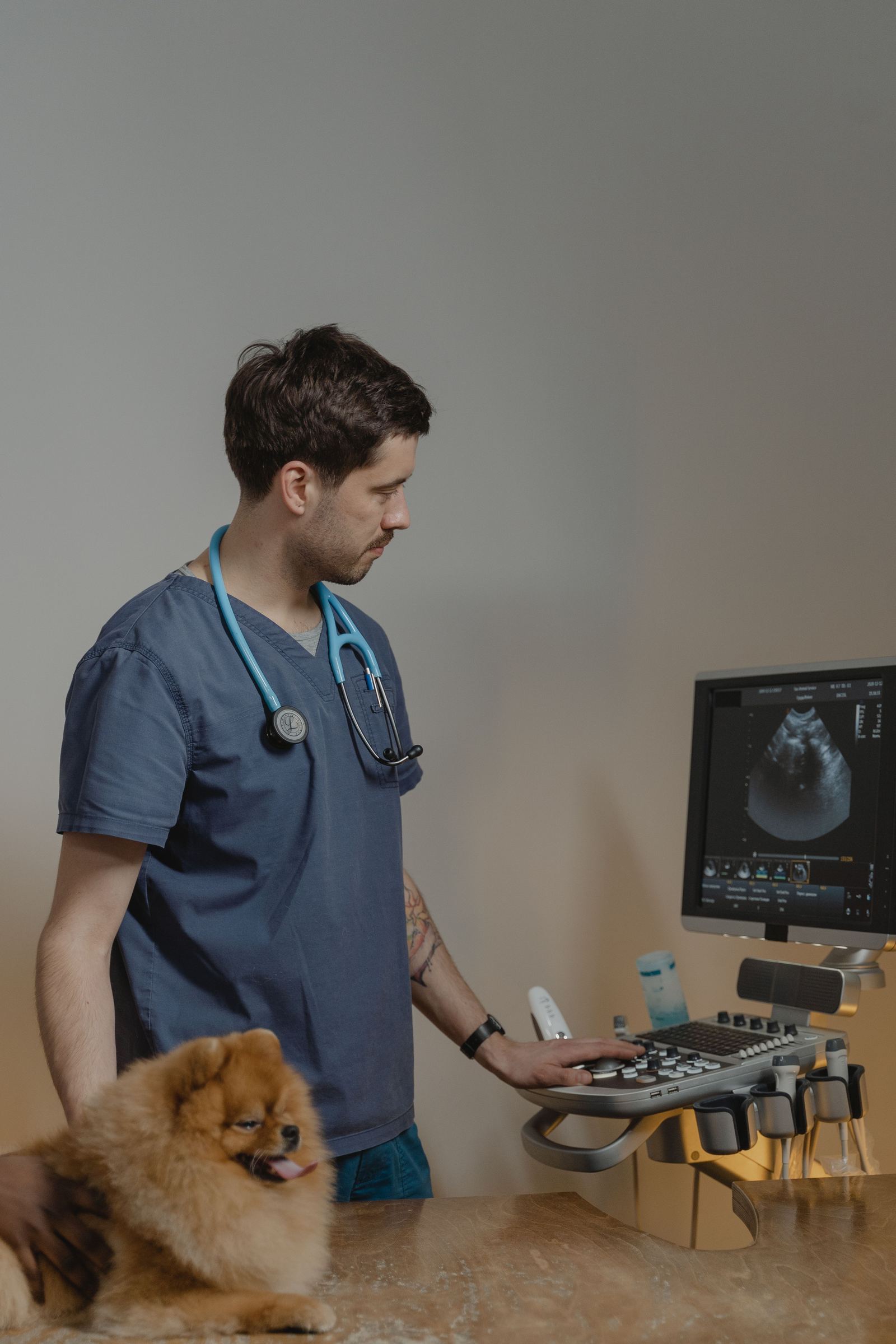 Veterinario realizando una exploración por imagen a un perro